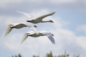 three swans flying in formation