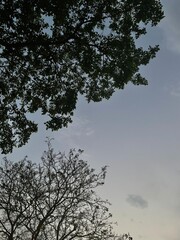 trees and sky