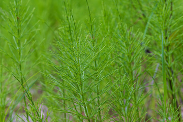 Green horsetail on a meadow with drops of morning dew.