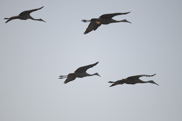 sandhill cranes flying in formation