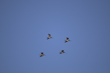 sandhill cranes flying in formation across blue sky