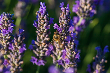 Beautiful lavender stems. A bee is sitting on lavender.