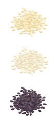 Sesame seeds, white, fried and black - this is a set vector illustration in a flat design, highlighted, realistic drawing, without background. for any advertisement, showcase, menu or bulletin board