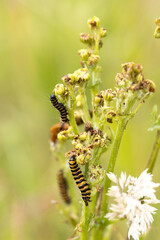 Closeup macro of black and yellow striped toxic zebra caterpillars eating from plant during summer, day time. Vlaardingen Broekpolder, The Netherlands. Zebra rups.