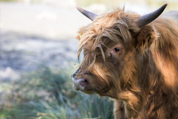 Closeup of the head of a scottish highlander cow during daytime in the summer. Broekpolder Vlaardingen, The Netherlands.