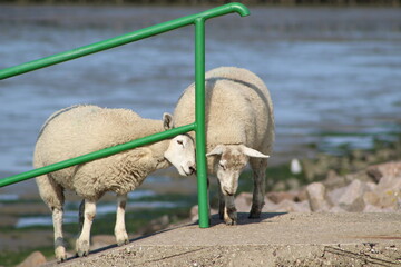 Schafen der Nordsee