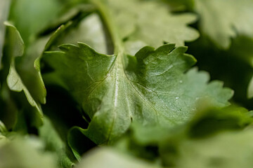 fern leaf with water drops