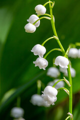 Blooming white lilies of the valley with raindrops in springtime macro photography. Garden May bells buds with water drops summertime close-up photo. 