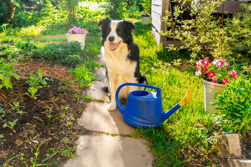 Cute pet dog border collie with watering can sitting in garden outdoor. Funny puppy dog as gardener...
