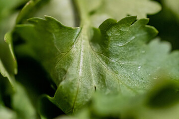 fern leaf with water drops
