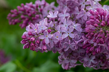 A branch of blooming purple lilac flower on a green background in a spring sunny day macro photography. Small violet sirynga vulgaris flowers on a branch of a flowering plant close-up photo.