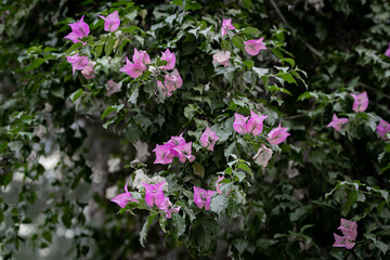 Beautiful pink flowers, on a shrub. A green shrub with pink flowers.