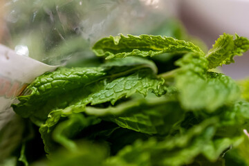 fern leaf with water drops