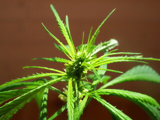 flowering male cannabis plants. marijuana hemp