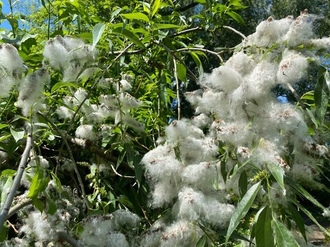 Poplar Fluff White Cotton Stock Photo, Picture and Royalty Free Image.  Image 81506292.