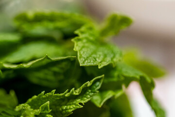 fern leaf with water drops
