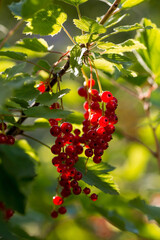 Red currant on a bush branch in the garden at dawn. The glow from the sun. Garden useful summer berry. The concept of healthy eating.  Vitamins and diet.