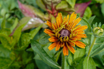 Multiple layer rudbeckia flower growing outdoors.