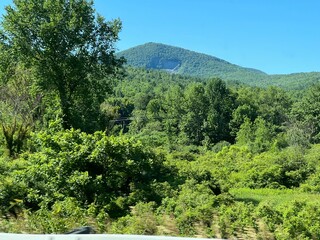 trees in the mountains