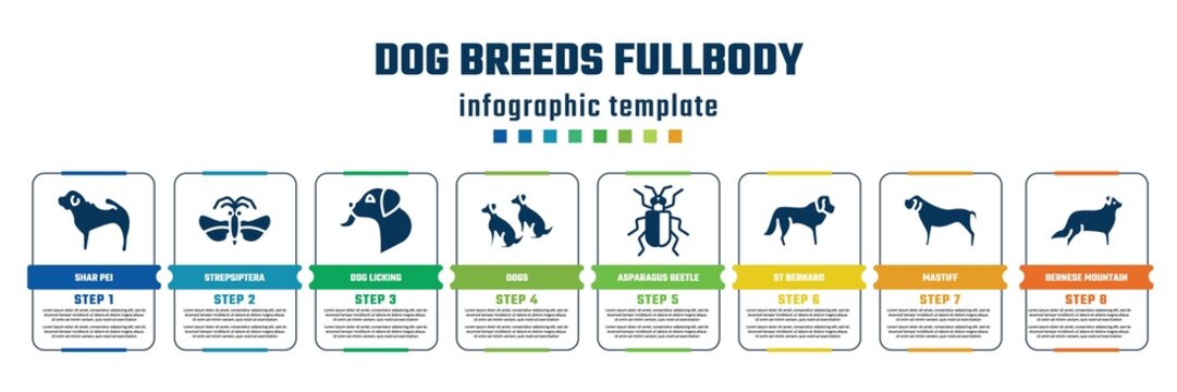 dog breeds fullbody concept infographic design template. included shar pei, strepsiptera, dog licking, dogs, asparagus beetle, st bernard, mastiff, bernese mountain icons and 8 steps or options.