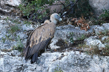 close up of a griffon vulture perching on the rocks of cres island