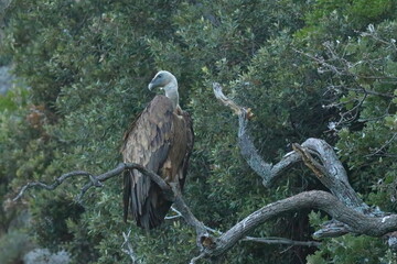 close up of a griffon vulture perching on a branch