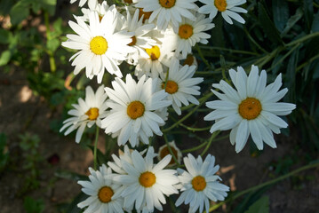 Bush of white daisies bloomed in my garden