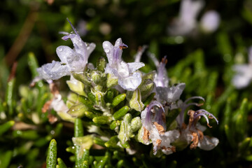 flor de romero con gotas de rocio de la mañana 