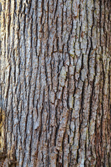 Closeup of a trees texture of bark. Background of nature.