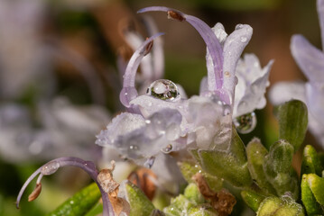 flor de romero con gotas de rocio de la mañana 