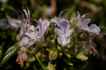 flor de romero con hormigas y  gotas de rocio de la mañana 