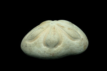 Sea Biscuit isolated on black background