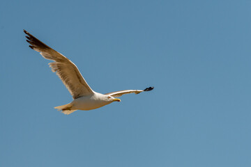gaviota en vuelo (Laridae) 