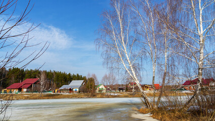 Spring landscape with melting snow, yellow last year's grass and leafless birch trees against...