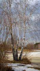 Birch tree without leaves on the background of a pond, river or lake covered with ice in spring. Dry yellow grass with melting snow. Spring landscape. Vertical image