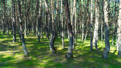 Obraz premium Fabulous dancing forest on green moss illuminated by rays of sunlight on the Curonian Spit, Kaliningrad region, Russia. Trunks of pine trees covered with moss in the forest or woods near of Baltic Sea