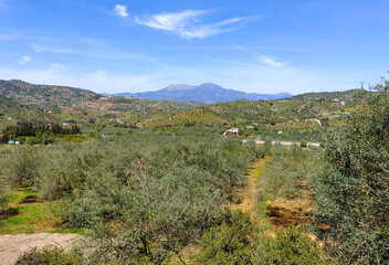 Olive trees in Andalusia