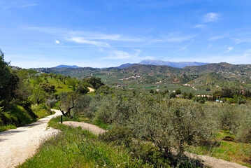 Olive trees in Andalusia