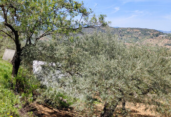 Olive trees in Andalusia