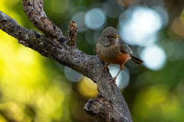 The Rufous-bellied Thrush also know as Sabia-laranjeira perched on a branch. It is the symbol bird of Brazil. Birdwatching. Bird lover. Birding. Species Turdus rufiventris