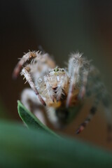 close up/Nahaufnahme von einer Kreuzspinne in Deutschland, welche auf einem grünen Blatt sitzt mit...
