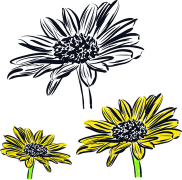 flower illustration yellow color vector brush stroke