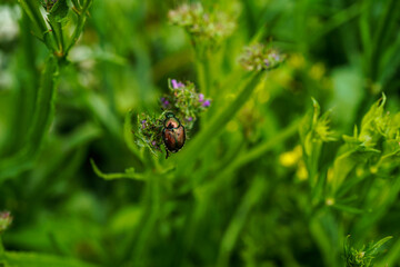 Japanese beetle feeding on a statice flower.