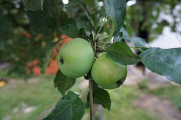 Zielone jabłka rosnące na gałęzi w ogrodzie - obrazy, fototapety, plakaty