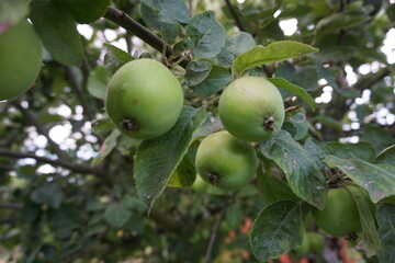 Trzy jabłka na gałęzi