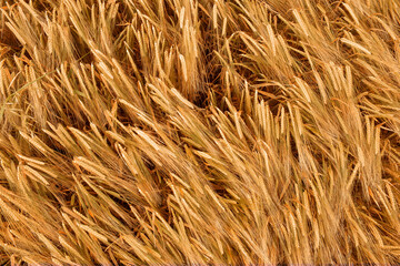 Ripe wheat ears background pattern. Selected focus. Top view
