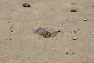A jellyfish that is on the sand at the beach when the wide is out, this fish was washed up by the sea. It is unique for its clear like texture. Being stung by this animal is very painful.