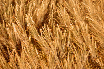 Ripe wheat ears background pattern. Selected focus. Top view