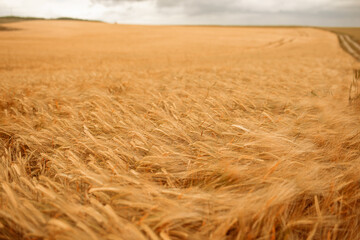 Ripe wheat ears background pattern. Selected focus.