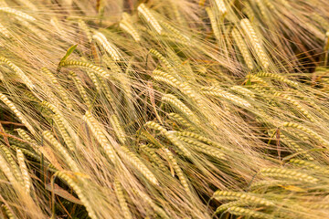 Ripe wheat ears background pattern. Selected focus. Top view